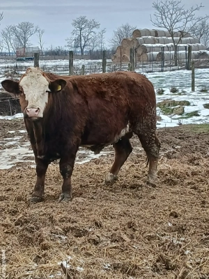 vand taure - imagine 2