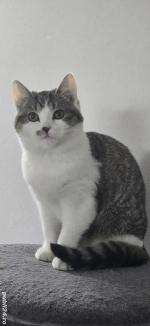 Vand pisicuță rasa British-Metis - imagine 2