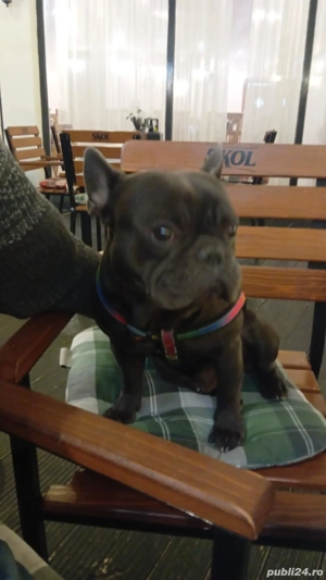 Vând buldog francez