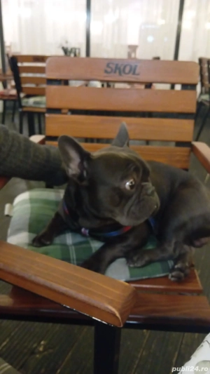 Vând buldog francez - imagine 4