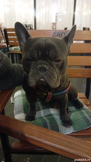 Vând buldog francez - imagine 5