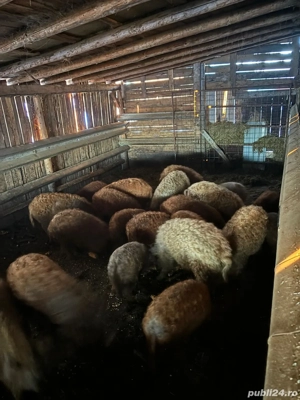 Vând porci rasa Mangalița  - imagine 2