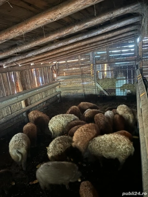 Vând porci rasa Mangalița 