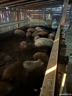 Vând porci rasa Mangalița  - imagine 3