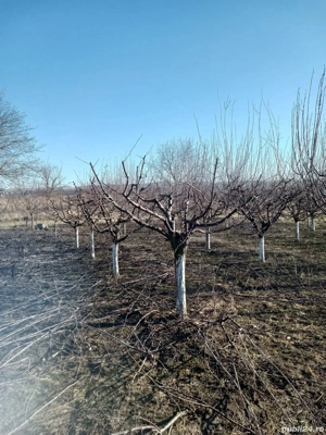 Curatam pomi fructiferi 