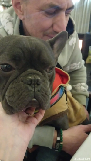 Vând buldog francez - imagine 3