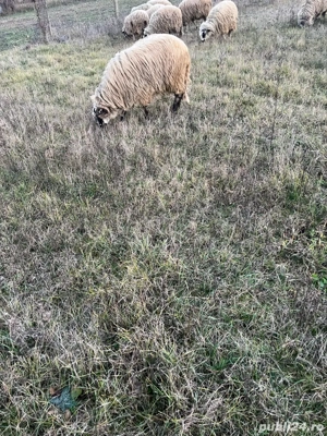 Vand carlani si berbecuti 