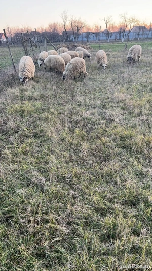 Vand carlani si berbecuti  - imagine 2