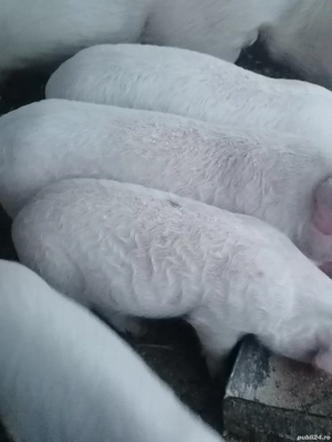 Vând purcei  - imagine 2