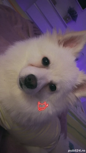 Vand pomeranian spitz - imagine 4