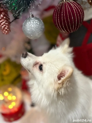 Vand pomeranian spitz - imagine 3