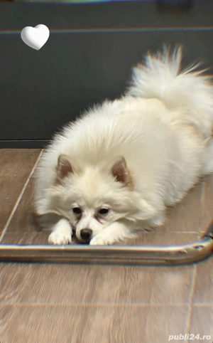Vand pomeranian spitz - imagine 2
