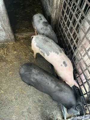 Vand purcei - imagine 3