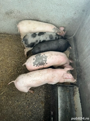 Vand purcei - imagine 4