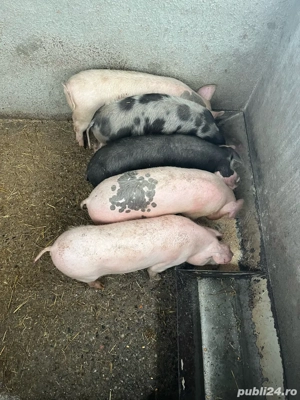 Vand purcei - imagine 2