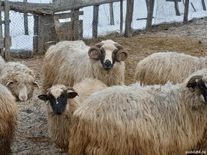 Animale domestice - imagine 2