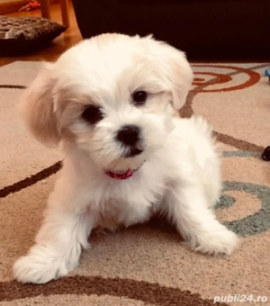 Vand bishon talie mica 7 saptamani