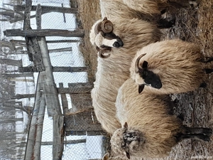 Animale domestice - imagine 3