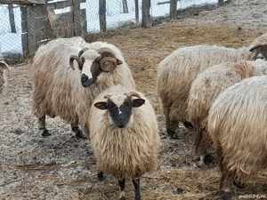 Animale domestice - imagine 4