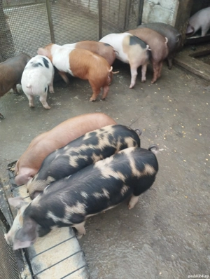 Vând porci  - imagine 3