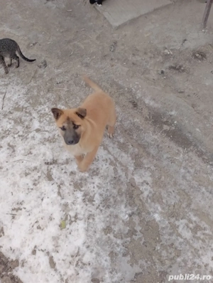 Donez animale  - imagine 3