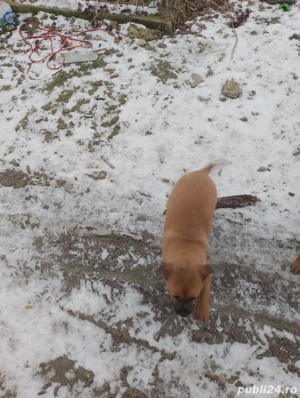 Donez animale  - imagine 4