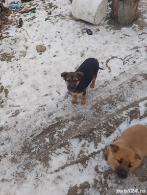 Donez animale  - imagine 2