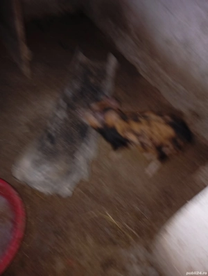 De vânzare purceii  - imagine 2