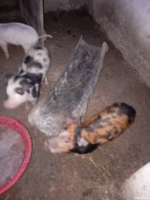 De vânzare purceii  - imagine 3