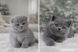 Puiuți  de Scottish  Fold  - imagine 2