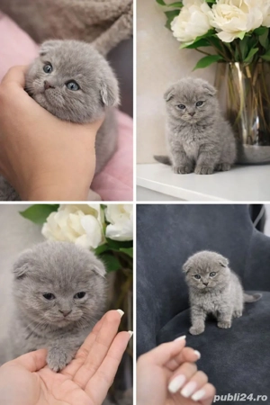Puiuți  de Scottish  Fold  - imagine 3