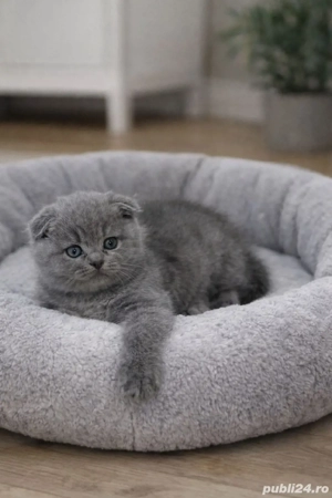 Puiuți  de Scottish  Fold  - imagine 4