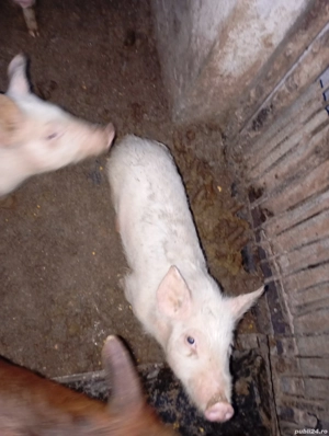 De vânzare purceii  - imagine 2