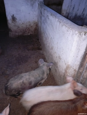 De vânzare purceii  - imagine 3