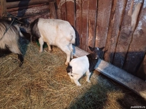 vand capre - imagine 3