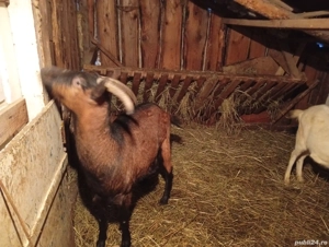 vand capre - imagine 4