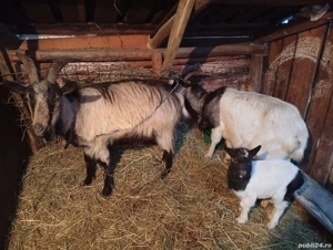 vand capre - imagine 2