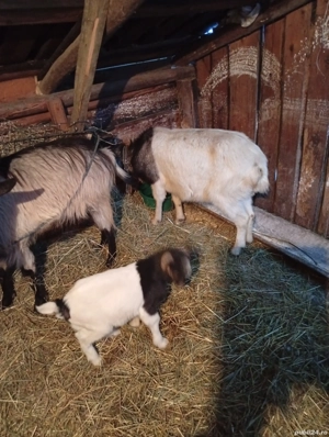 vand capre - imagine 5