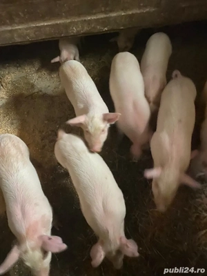 Purcei de vanzare 
