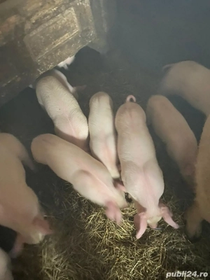 Purcei de vanzare  - imagine 2