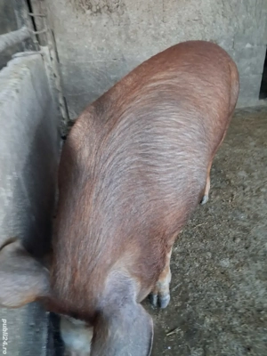 de vânzare mascul 120 kg rasă duroc ofer transport 