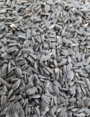 Vând floarea soarelui