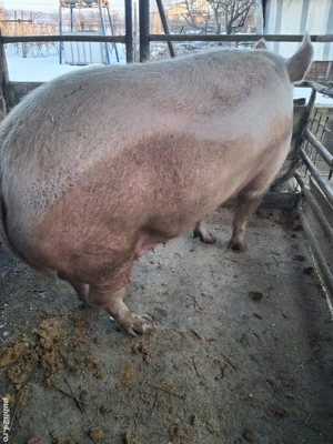 de vânzare scroafă 300 kg rasă marele alb ofer transport 