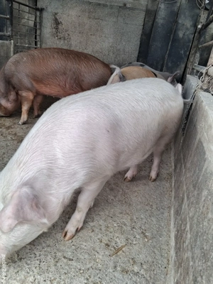 de vânzare 4 masculi 90..120 kg rasă marele alb și petrean ofer transport 