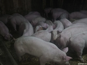 vând 30 soldani rasa de calitate de carne pic 40-45-50-55 kg mascul castrați  - imagine 3