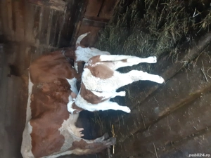 Vaci de Vanzare - imagine 3