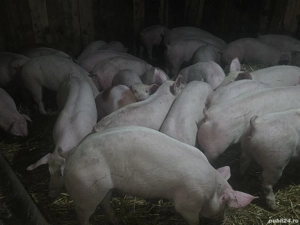 vând 30 soldani rasa de calitate de carne pic 40-45-50-55 kg mascul castrați  - imagine 4