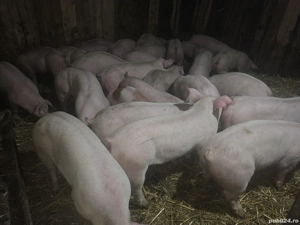 vând 30 soldani rasa de calitate de carne pic 40-45-50-55 kg mascul castrați  - imagine 2