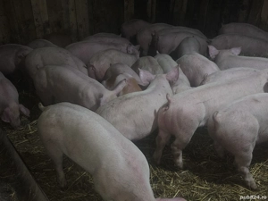 vând 30 soldani rasa de calitate de carne pic 40-45-50-55 kg mascul castrați 