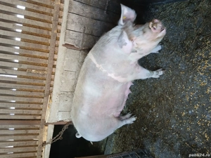 Vand scorafa pentru sacrificat - imagine 2